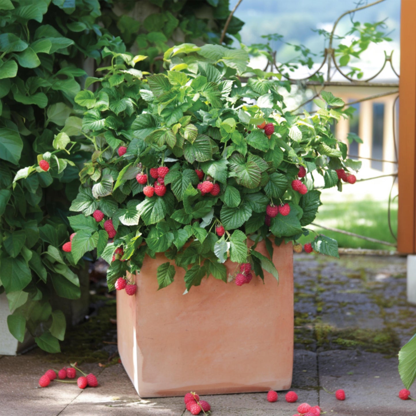 Planta De Frambuesa - 6 Pzs - Rubus Ideaus 'autumn Bliss' - A25-40cm - ⌀9cm_1
