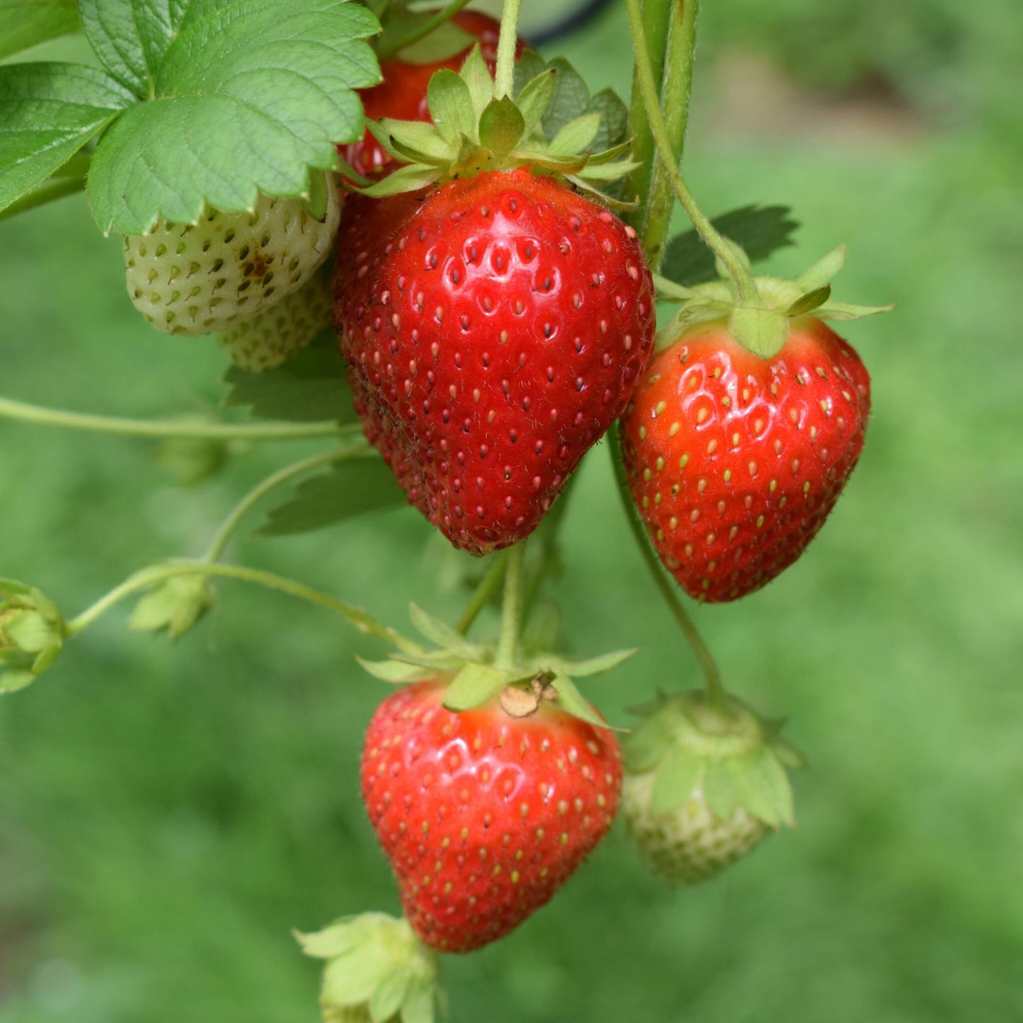 Planta De Fresa - 10 Pzs - Fragaria Elsanta - Cepellones - Rojo_3