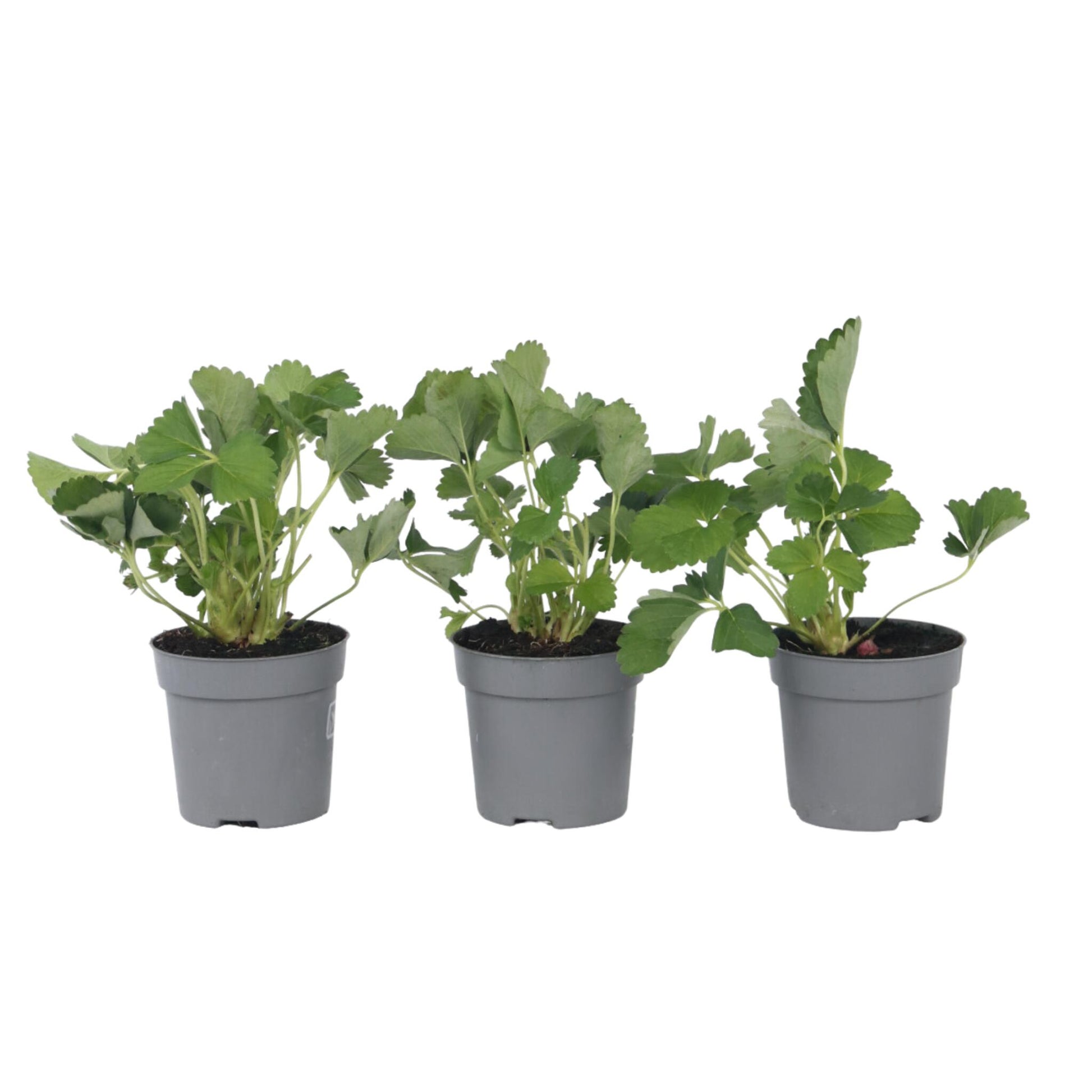Planta De Fresa - 3 Pzs - Fragaria X Ananassa 'roman' - Altura 15-20cm - ⌀9cm_0