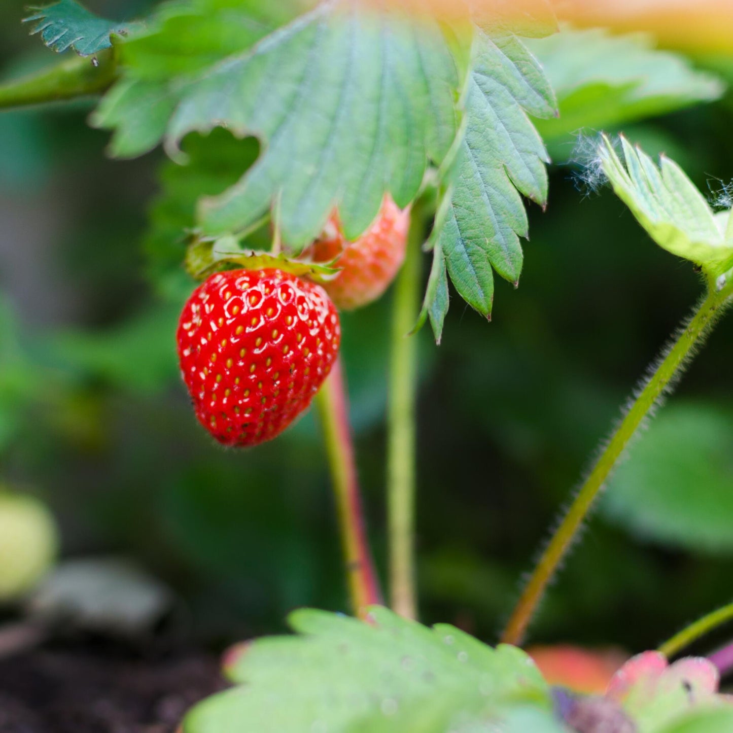 Planta De Fresa - 3 Pzs - Fragaria X Ananassa 'roman' - Altura 15-20cm - ⌀9cm_3