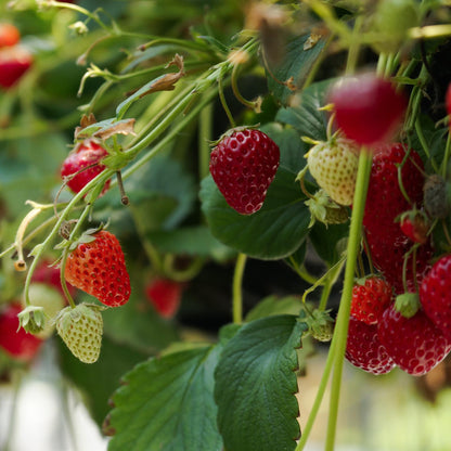 Planta De Fresa - 3 Pzs - Fragaria X Ananassa 'roman' - Altura 15-20cm - ⌀9cm_4