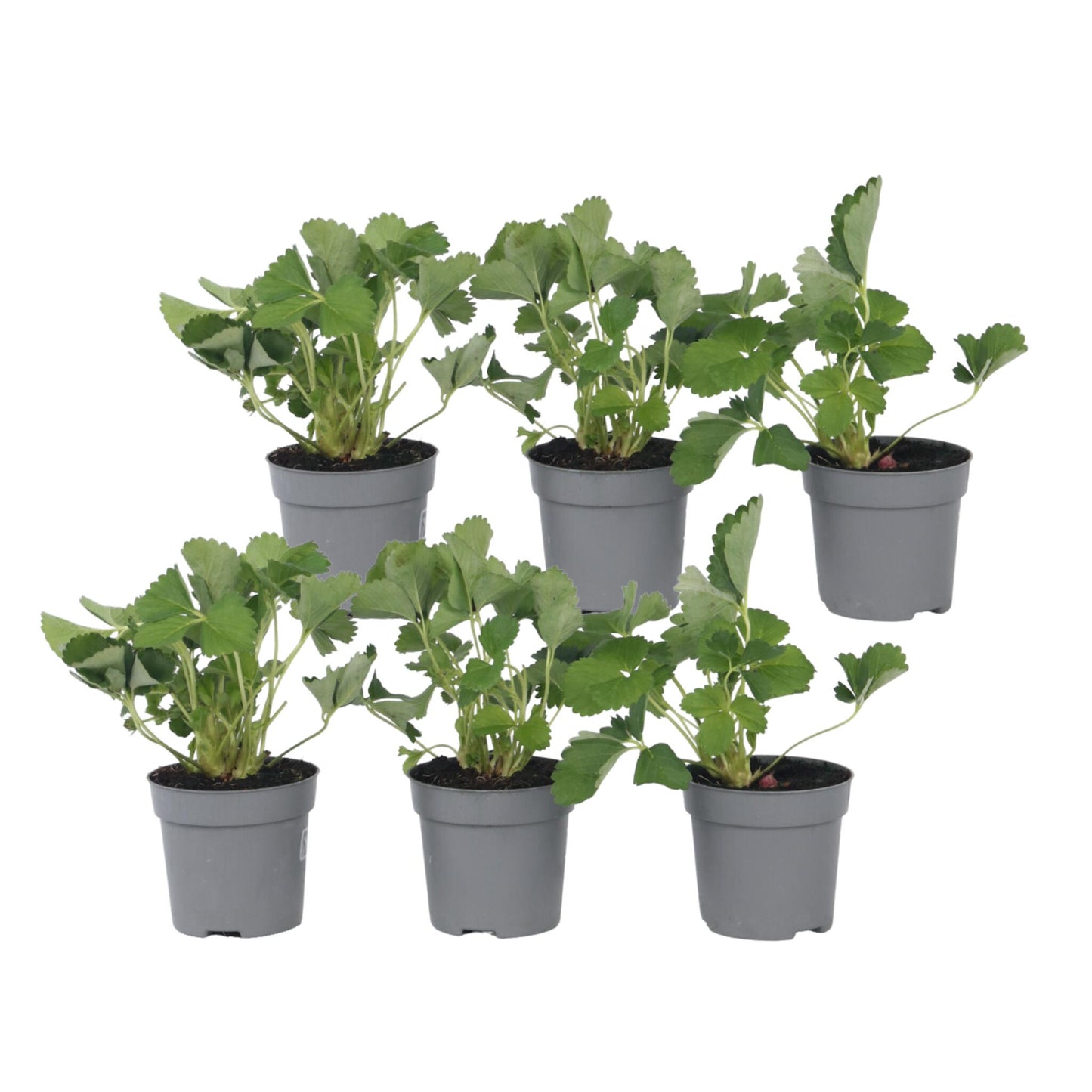 Planta De Fresa - 6 Pzs - Fragaria X Ananassa 'roman' - Altura 15-20cm - ⌀9cm_0