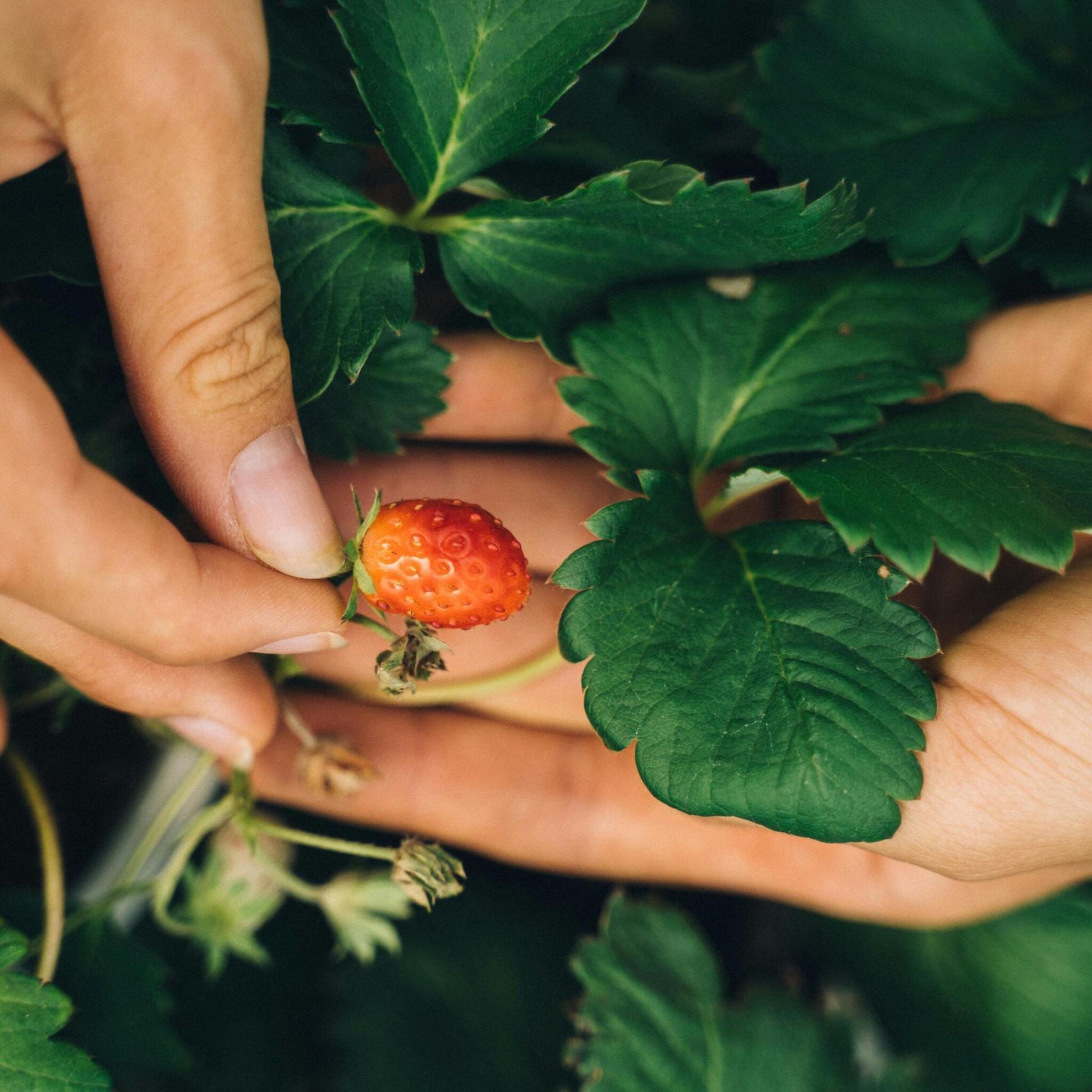 Planta De Fresa - 6 Pzs - Fragaria X Ananassa 'roman' - Altura 15-20cm - ⌀9cm_4