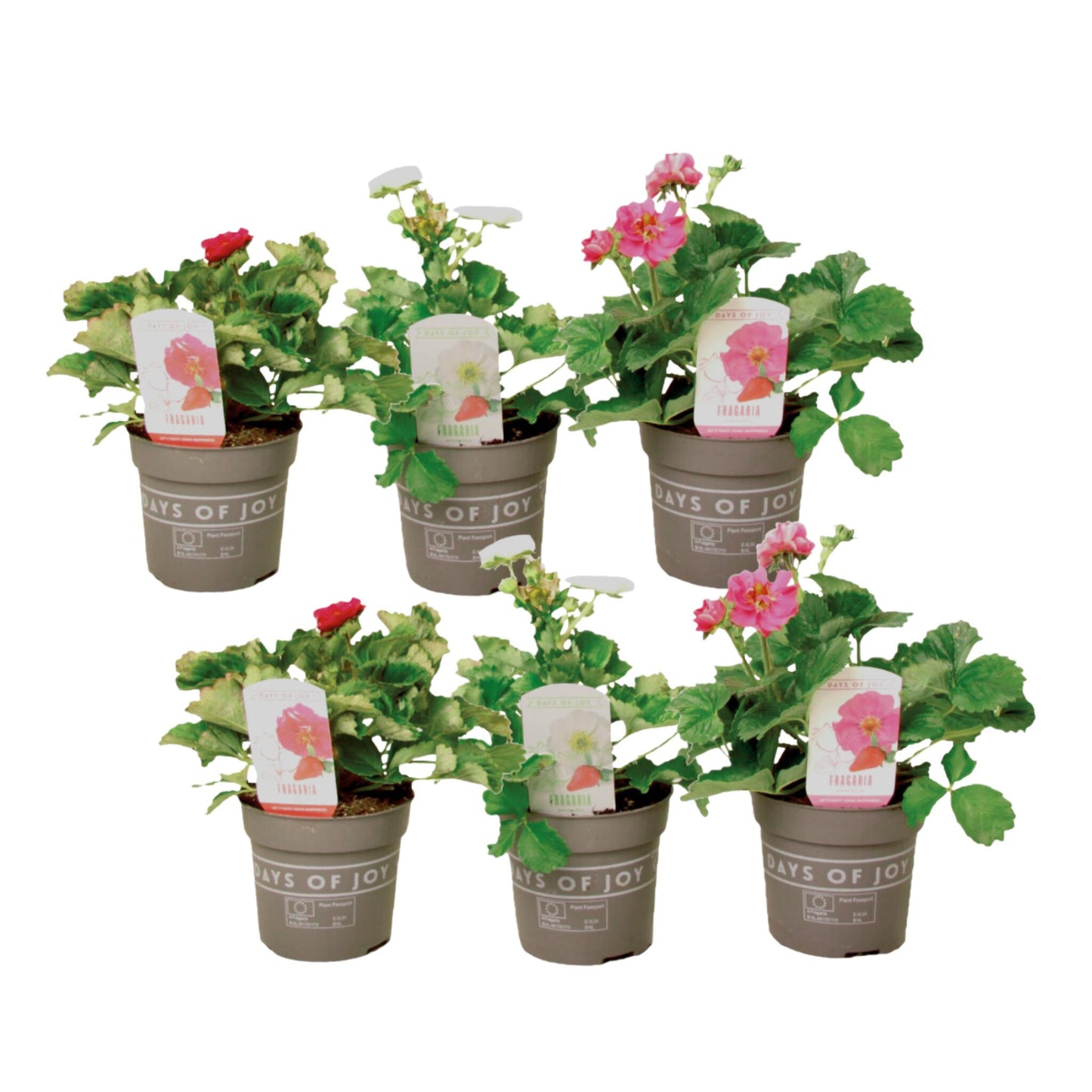 Planta De Fresa - 6 Pzs - Fragaria 'summer Breeze' - Altura 15-25cm - ⌀105cm_0