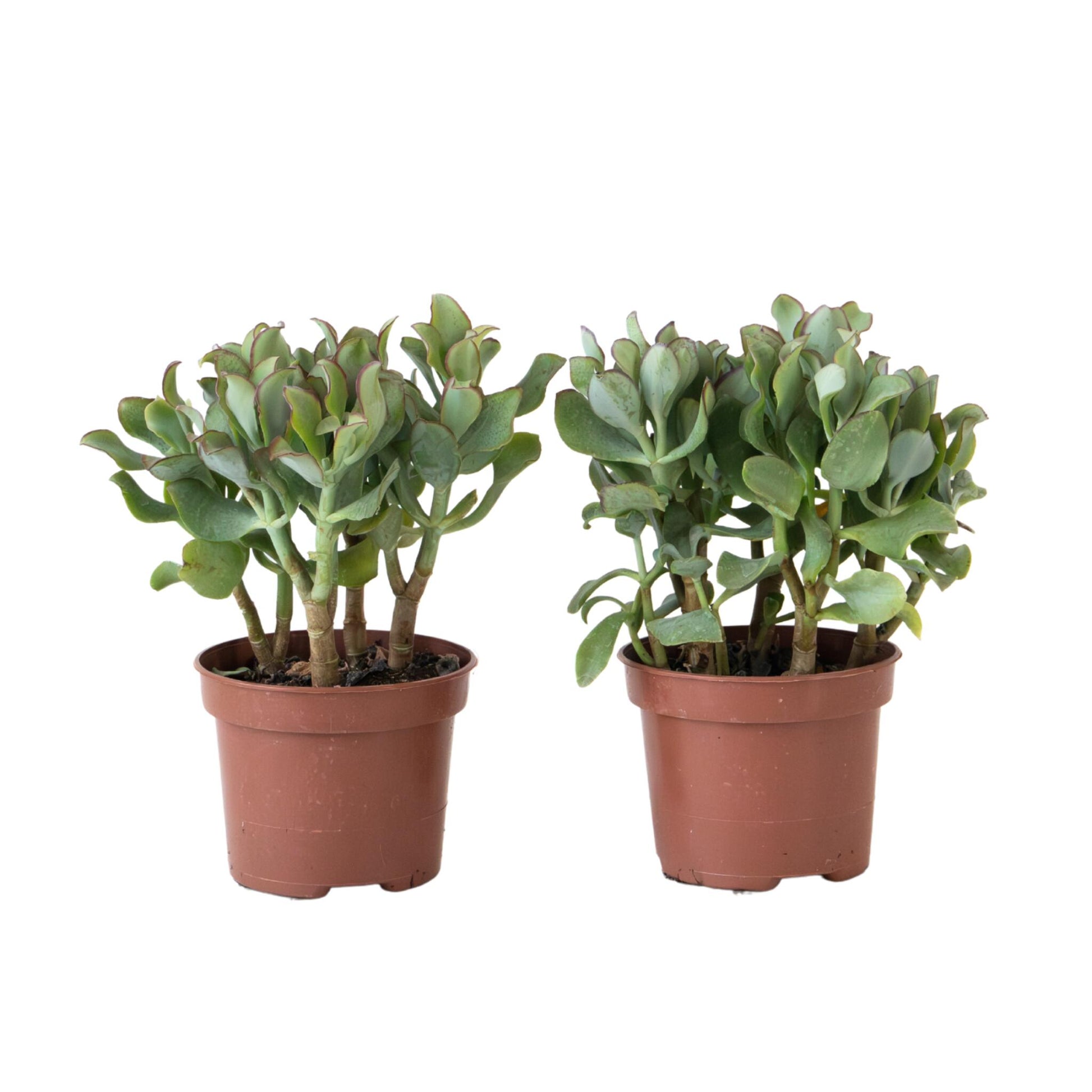 Planta De Jade - 2 Uds - Crassula Arborescens 'curly' - Maceta 12 Cm_0
