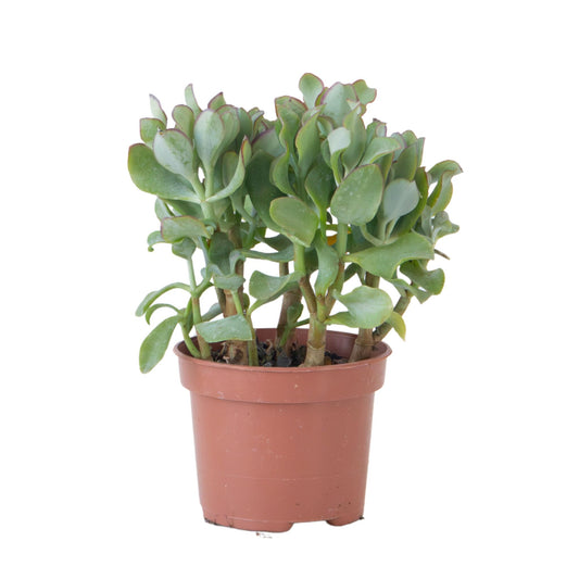 Planta De Jade - Crassula Arborescens 'curly' - Altura 15-25 Cm - Maceta 12 Cm_0