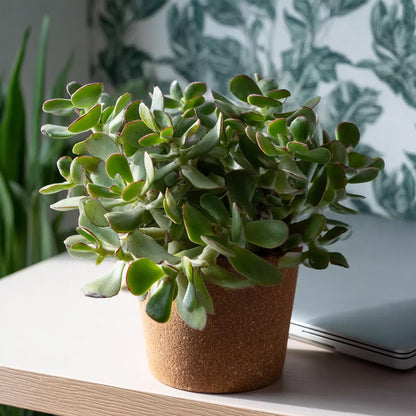 Planta De Jade - Crassula Arborescens 'curly' - Altura 15-25 Cm - Maceta 12 Cm_1