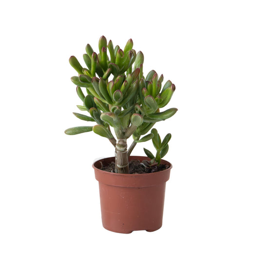Planta De Jade - Crassula Ovata 'gollum' - Altura 15-25 Cm - Maceta 12 Cm_0