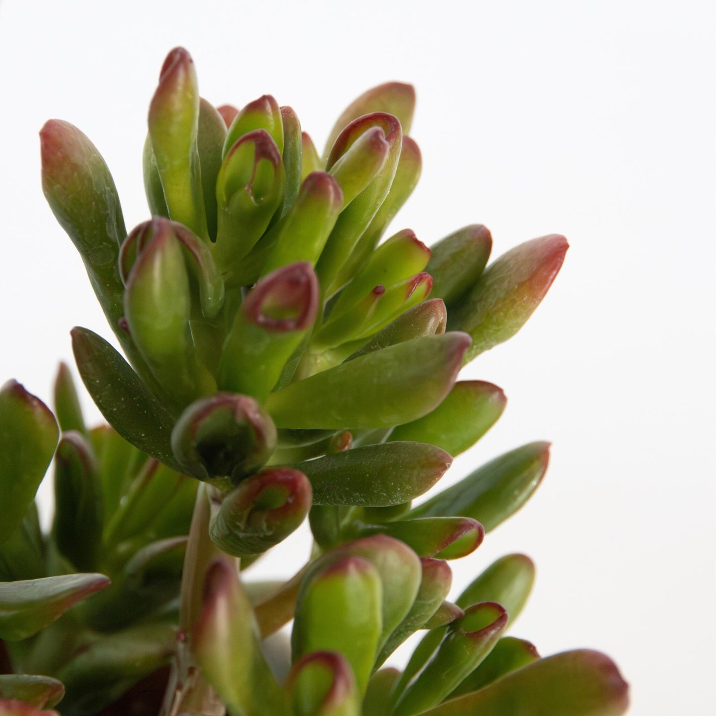 Planta De Jade - Set 2 - Crassula Ovata 'gollum' - Altura 15-25cm - Maceta 12cm_3