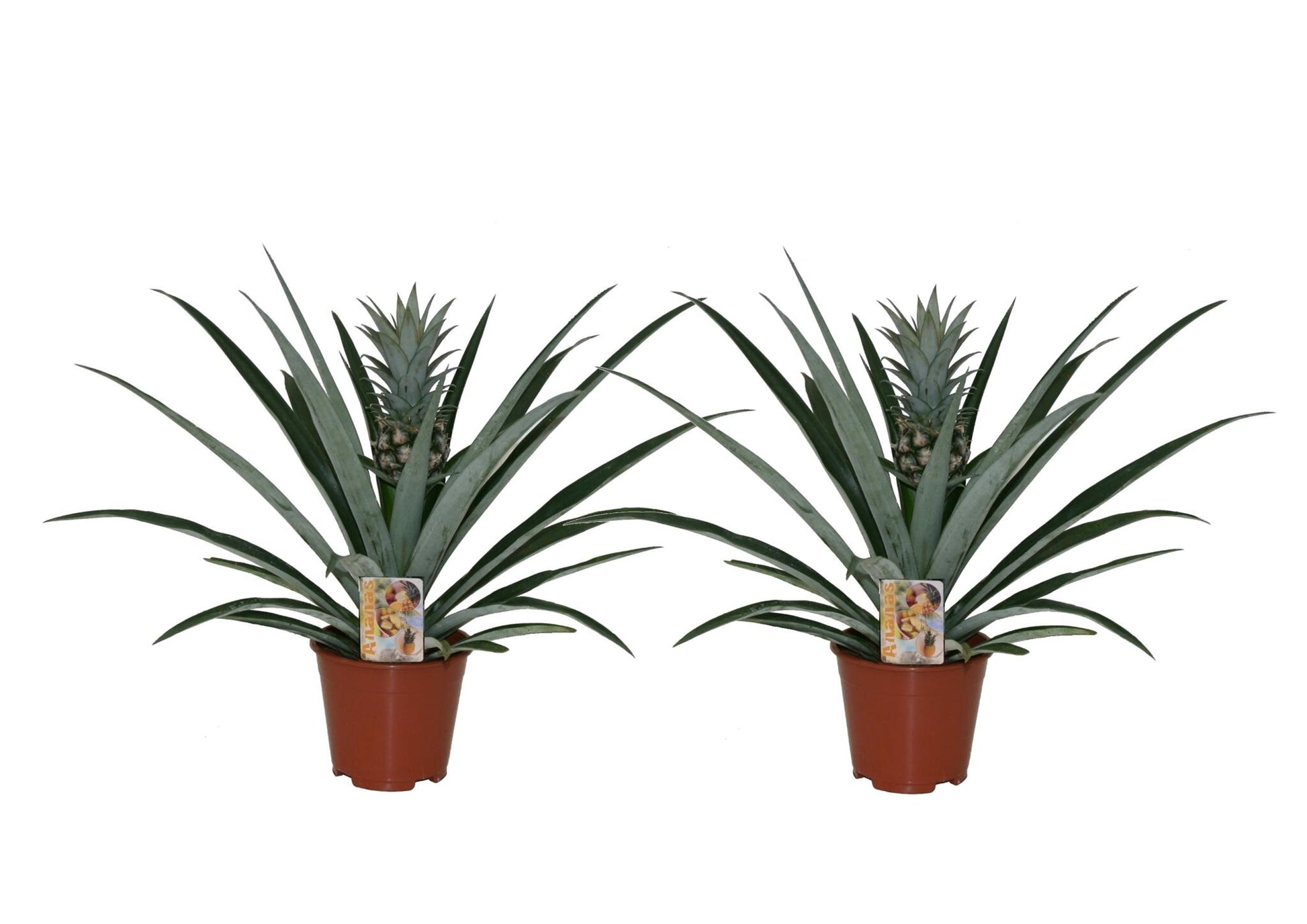 Planta De La Piña - 2 Pzs - Ananas Comosus - Altura 45-55cm - ⌀14cm_0
