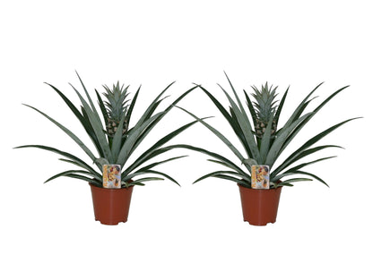 Planta De La Piña - 2 Pzs - Ananas Comosus - Altura 45-55cm - ⌀14cm_0