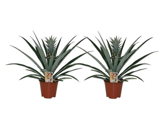 Planta De La Piña - 2 Pzs - Ananas Comosus - Altura 45-55cm - ⌀14cm_0