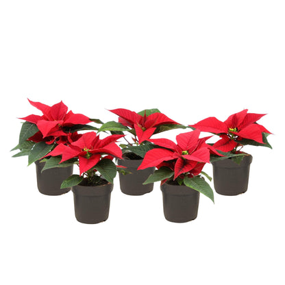 Planta De Navidad Poinsettia - 5 Pzs - Euphorbia - Altura 5-10cm - ⌀7cm_0