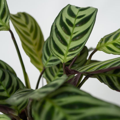 Planta De Oración - 2 Pzs - Ctenanthe 'amagris' - Altura 20-30cm - ⌀12cm_3