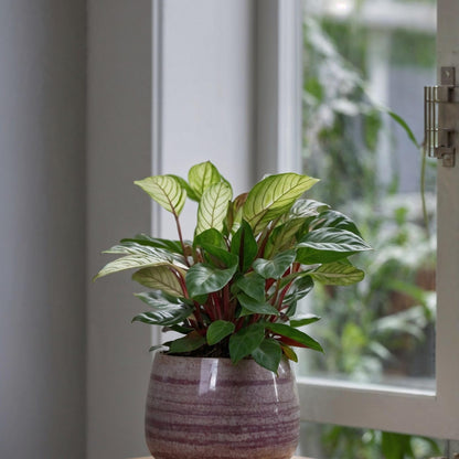 Planta De Oración - 2 Pzs - Ctenanthe 'amagris' - Altura 20-30cm - ⌀12cm_4