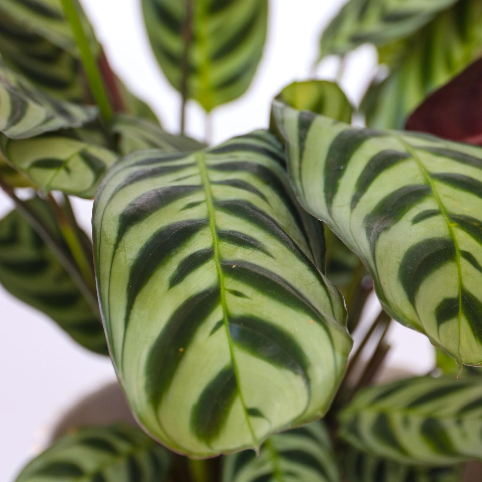 Planta De Oración - 2 Pzs - Ctenanthe 'burle-marxii' - Altura 25-40cm - ⌀12cm_3