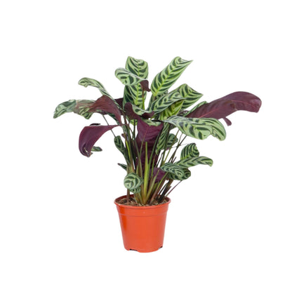 Planta De Oración - Ctenanthe 'burle-marxii' - Altura 25-40cm - ⌀12cm_0