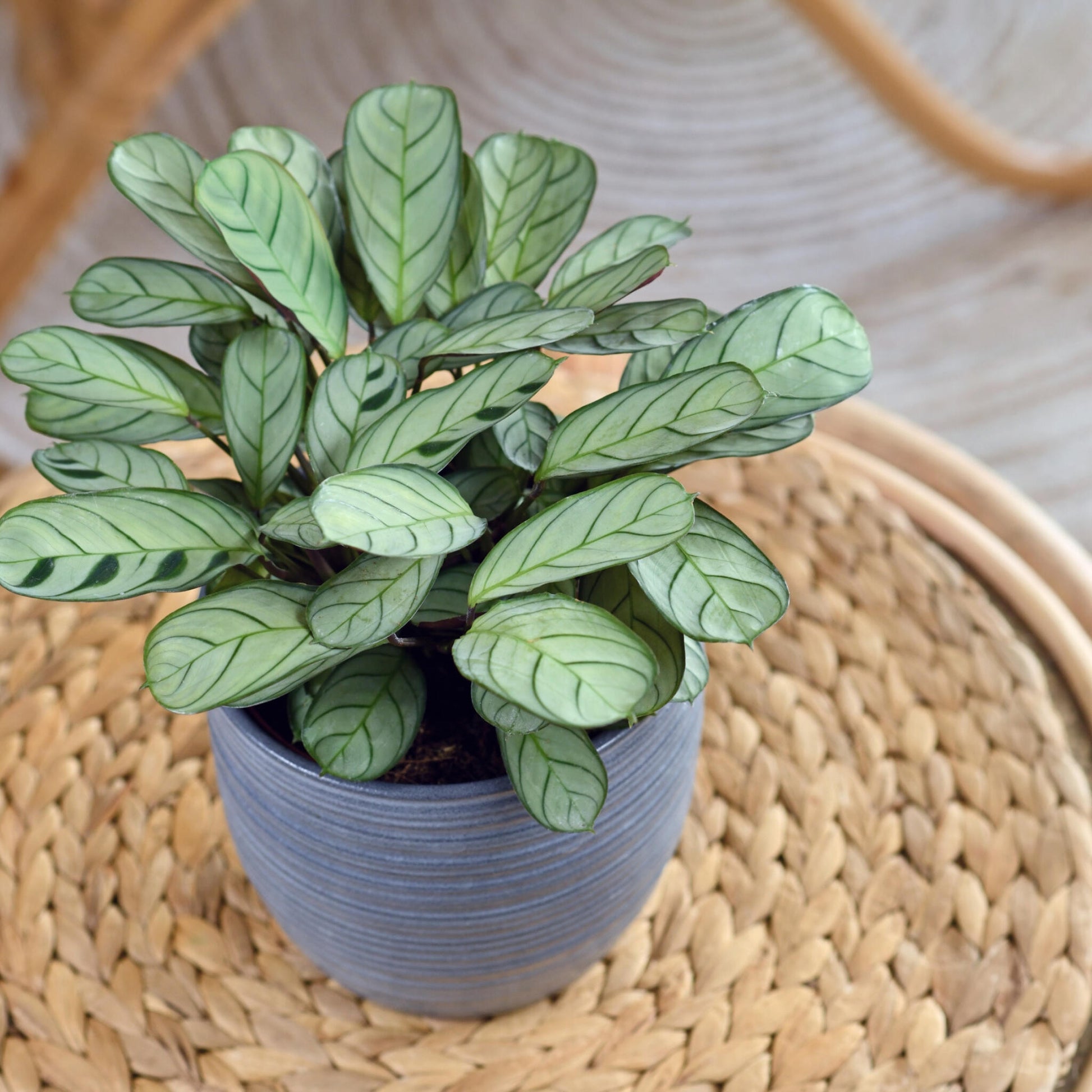 Planta De Oración - Ctenanthe 'burle-marxii' - Altura 30-40cm - ⌀14cm_1