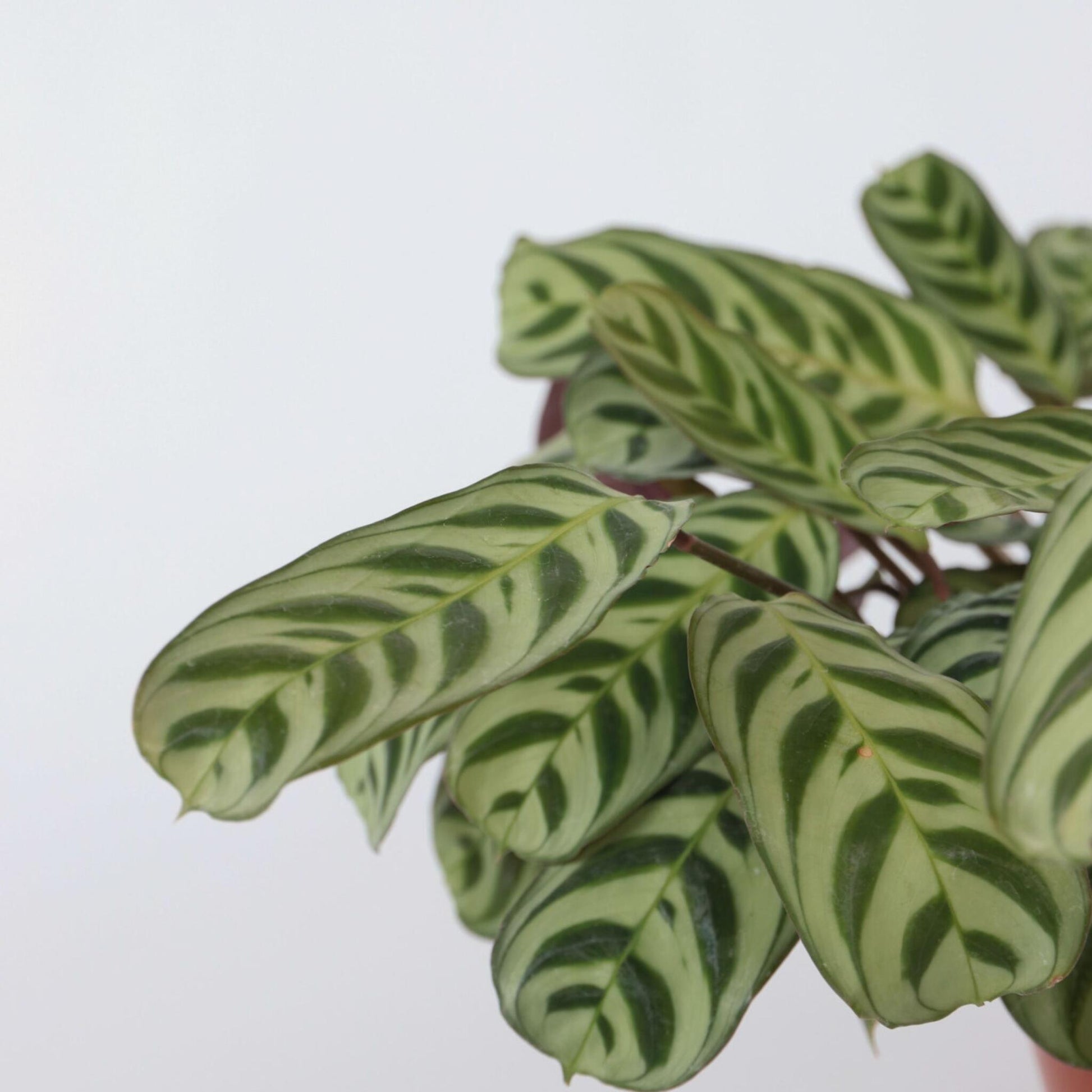 Planta De Oración - Ctenanthe 'burle-marxii' - Altura 30-40cm - ⌀14cm_3