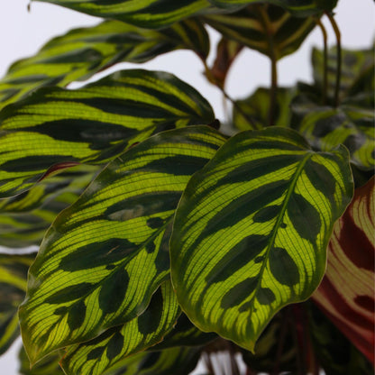 Planta De Pavo Real - Calathea 'makoyana' - Altura 60-70cm - ⌀21cm_3