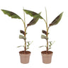 Planta De Plátano Roja - 2 Piezas - Ensete Ventricosum - Altura 55-70cm - ⌀21cm