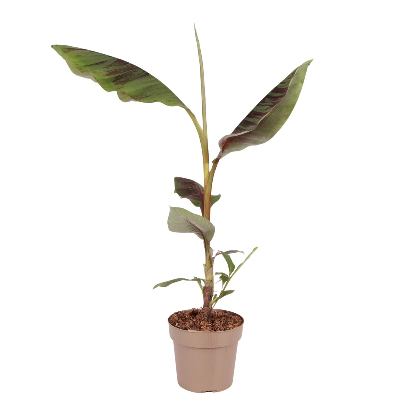 Planta De Plátano Roja - Musa Sikkimensis Ever Red - Altura 55-70cm - ⌀21cm_0