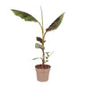 Planta De Plátano Roja -  Musa Sikkimensis Ever Red - Altura 55-70cm - ⌀21cm