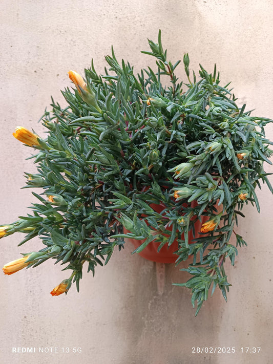Planta De Sol Flores Naranja Clarito Mesem Ø17 Colgante_0