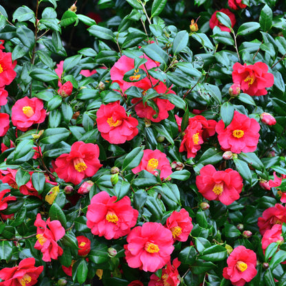 Planta De Té - 3 Pzs - Camellia Japonica 'bonomiana' - Altura 25-40cm - ⌀9cm_1