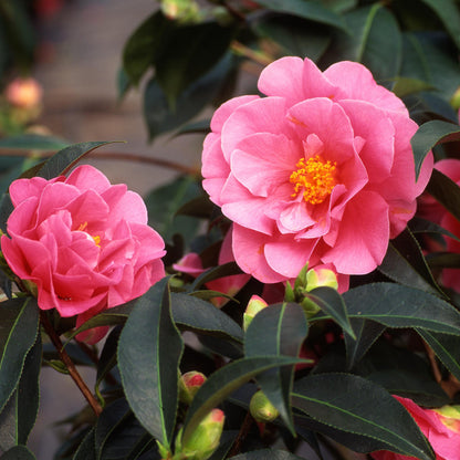 Planta De Té - 3 Pzs - Camellia Japonica 'bonomiana' - Altura 25-40cm - ⌀9cm_3