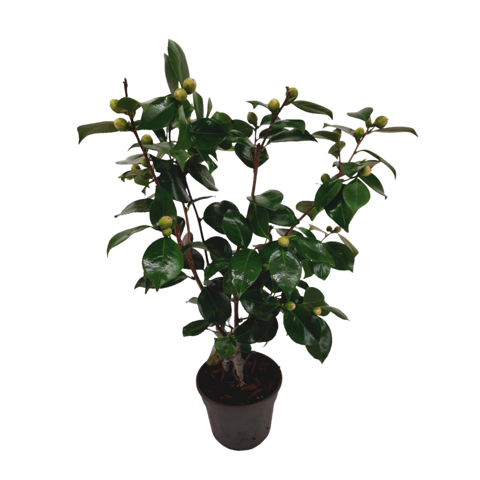 Planta De Té - Camellia Japonica 'bonomiana' - Altura 50-60cm - ⌀15cm_0