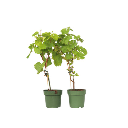 Planta De Uva - 2 Pzs - Vitis Himrod Vanessa - Altura 60-75cm - ⌀21cm_0