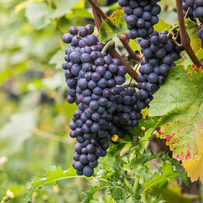 Planta De Uva - Vitis Vinifera ‘nero’ - Altura 60-75cm - ⌀21cm_3