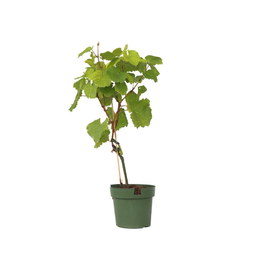 Planta De Uva - Vitis Vinifera ‘vanessa’ - Altura 60-75cm - ⌀21cm_0
