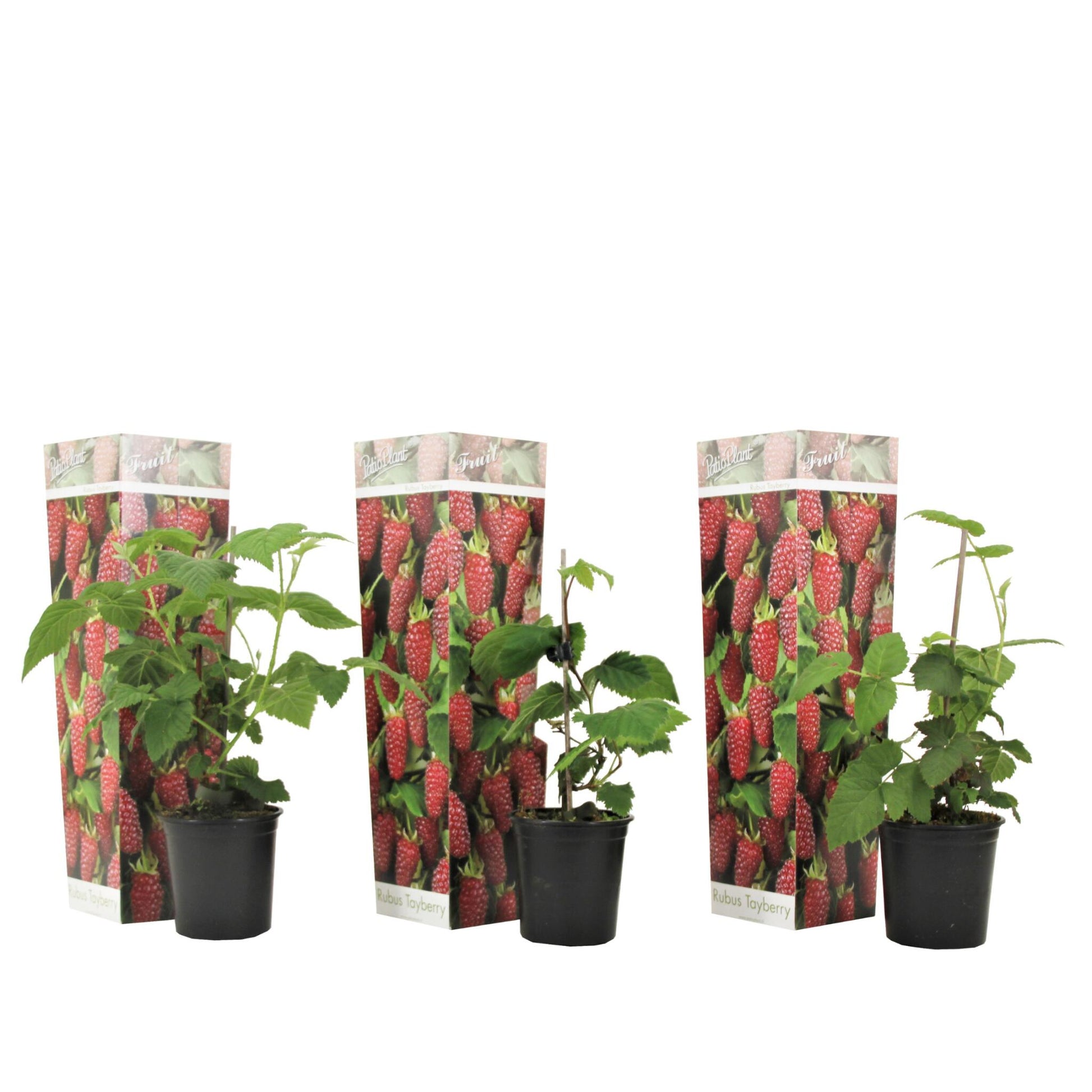 Planta De Zarzamora - 3 Pzs - Rubus 'tayberry' - Altura 25-40cm - ⌀9cm_0