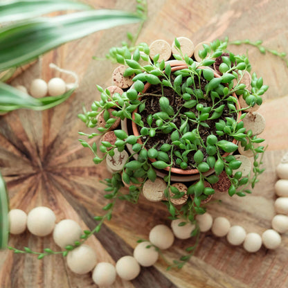 Planta Del Rosario - 2 Pzs - Senecio Rowleyanus - Altura 10-20cm - ⌀12cm_1