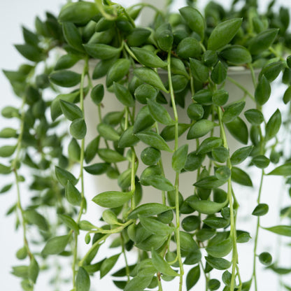 Planta Del Rosario - Senecio Rowleyanus - Altura 10-20cm - ⌀12cm_3