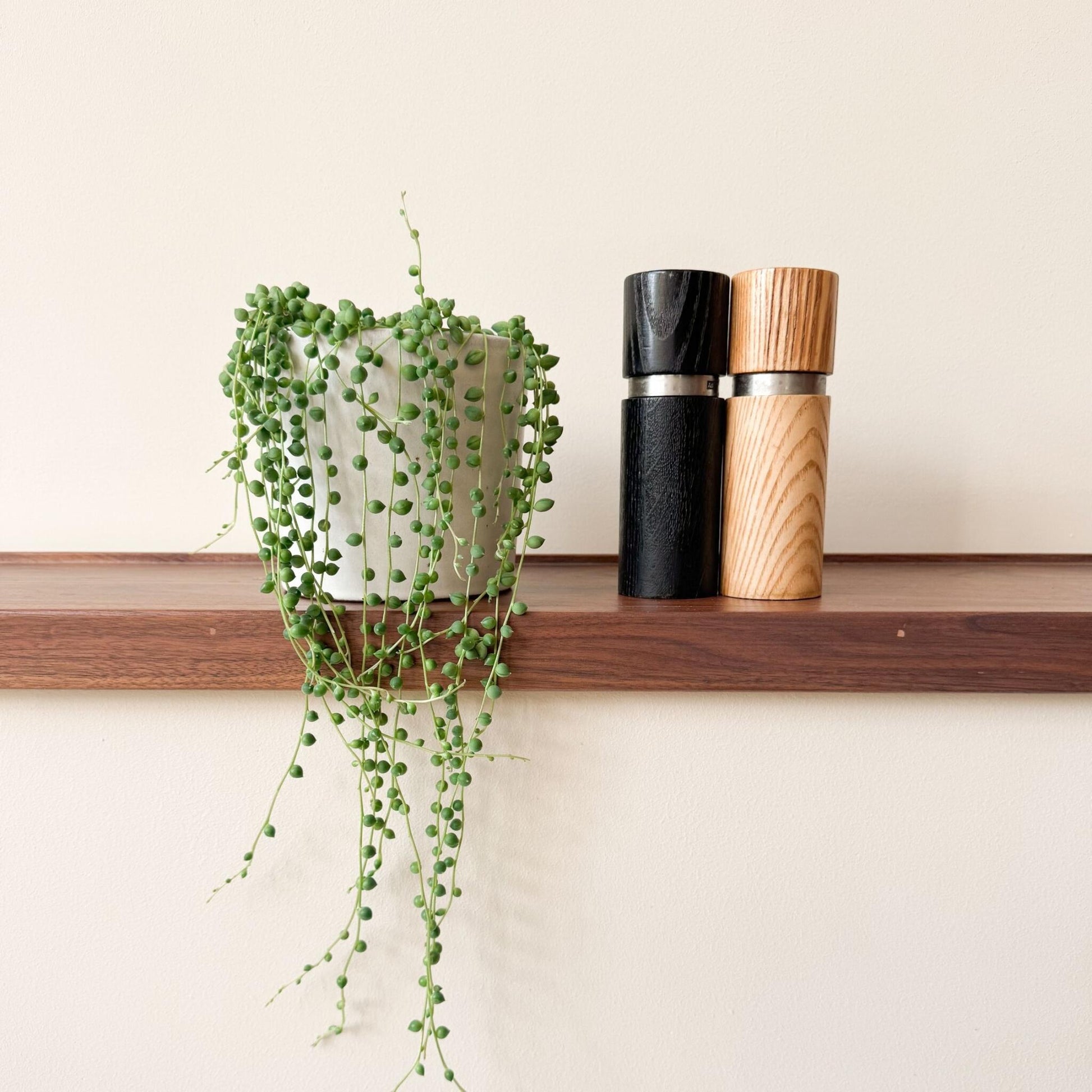 Planta Del Rosario - Senecio Rowleyanus - Altura 10-20cm - ⌀12cm_4