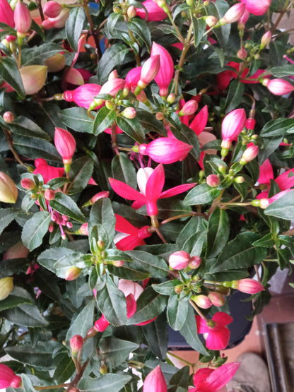 Planta Fuchsia Pendientes De La Reina 1 Und Flor Surtida Ø10 Cm_1