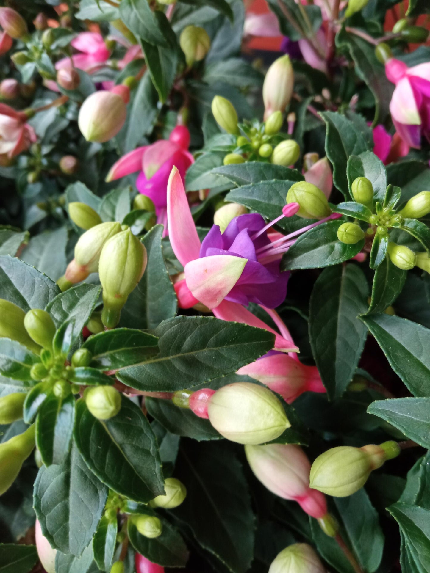 Planta Fuchsia Pendientes De La Reina 1 Und Flor Surtida Ø10 Cm_2