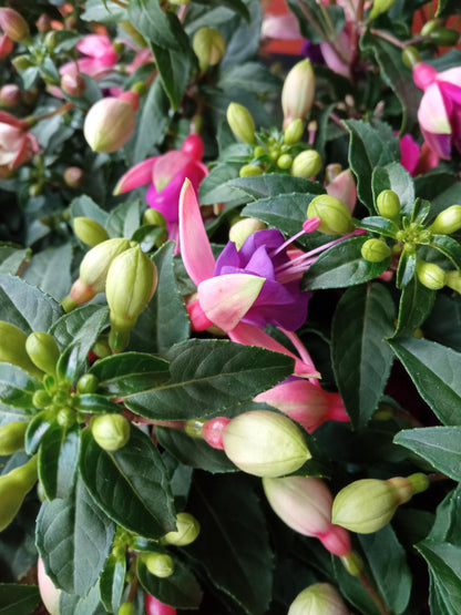 Planta Fuchsia Pendientes De La Reina 1 Und Flor Surtida Ø10 Cm_2