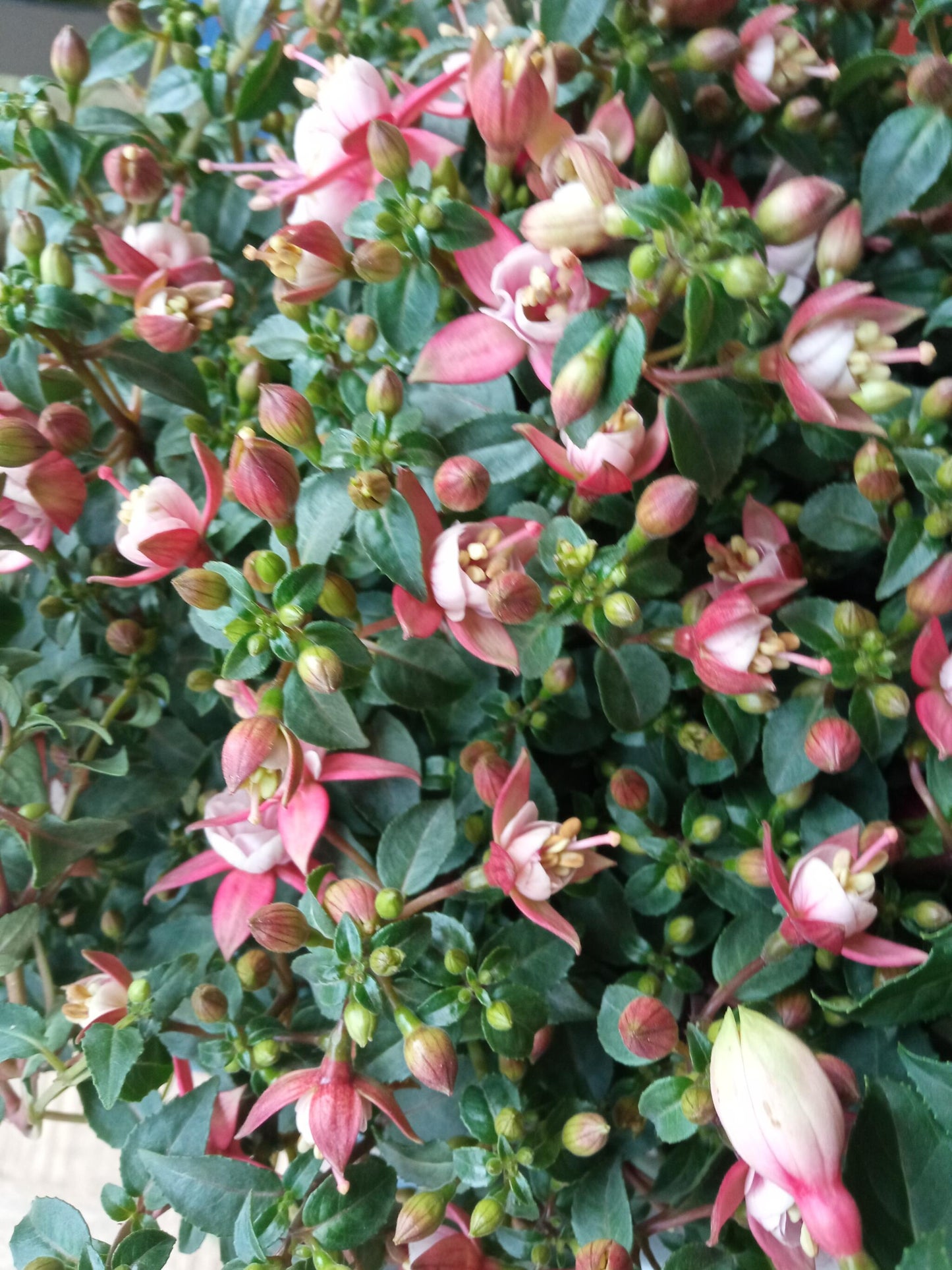Planta Fuchsia Pendientes De La Reina 1 Und Flor Surtida Ø10 Cm_3