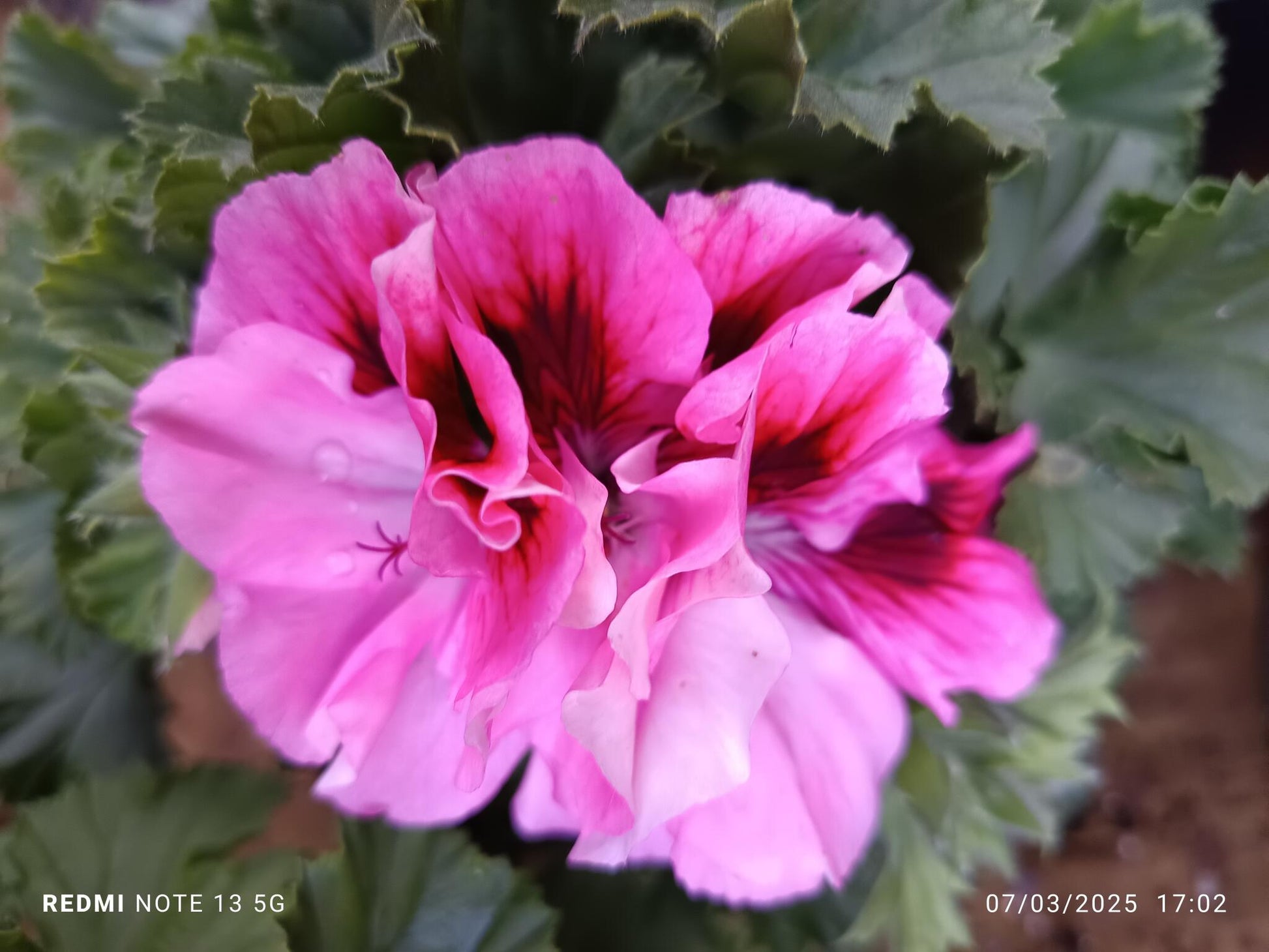 Planta Geranio Frances Flor Surtida Ø17 Para Sol_1