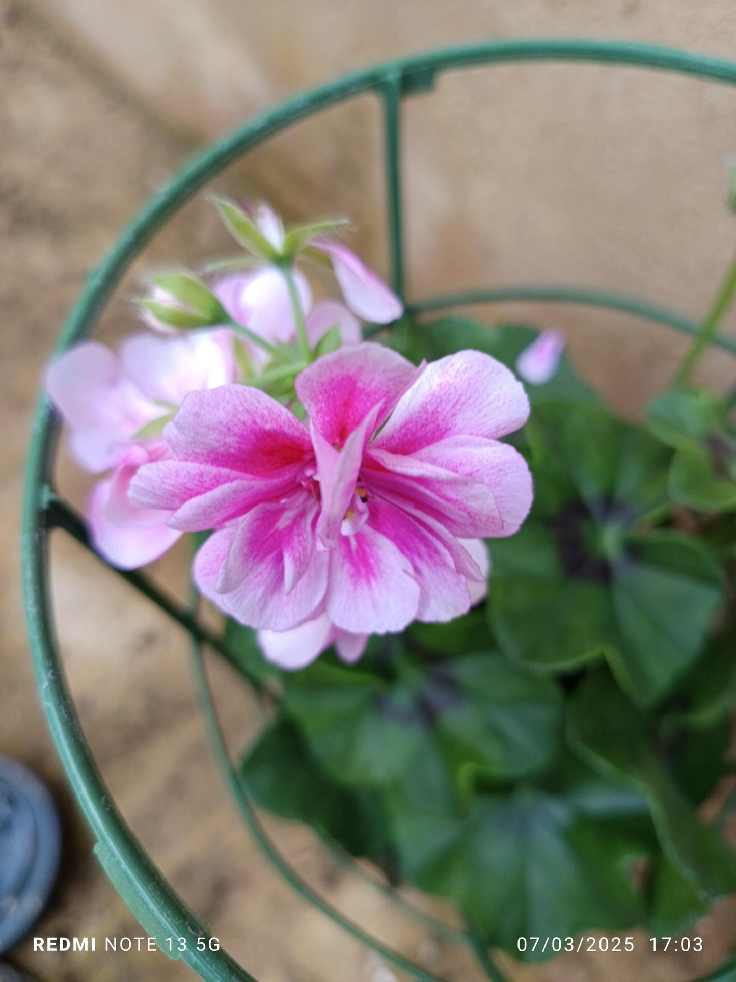 Planta Geranio Hiedra Gitanilla De Flor Surtida Ø14_1