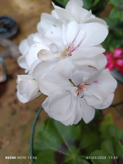 Planta Geranio Hiedra Gitanilla De Flor Surtida Ø14_2