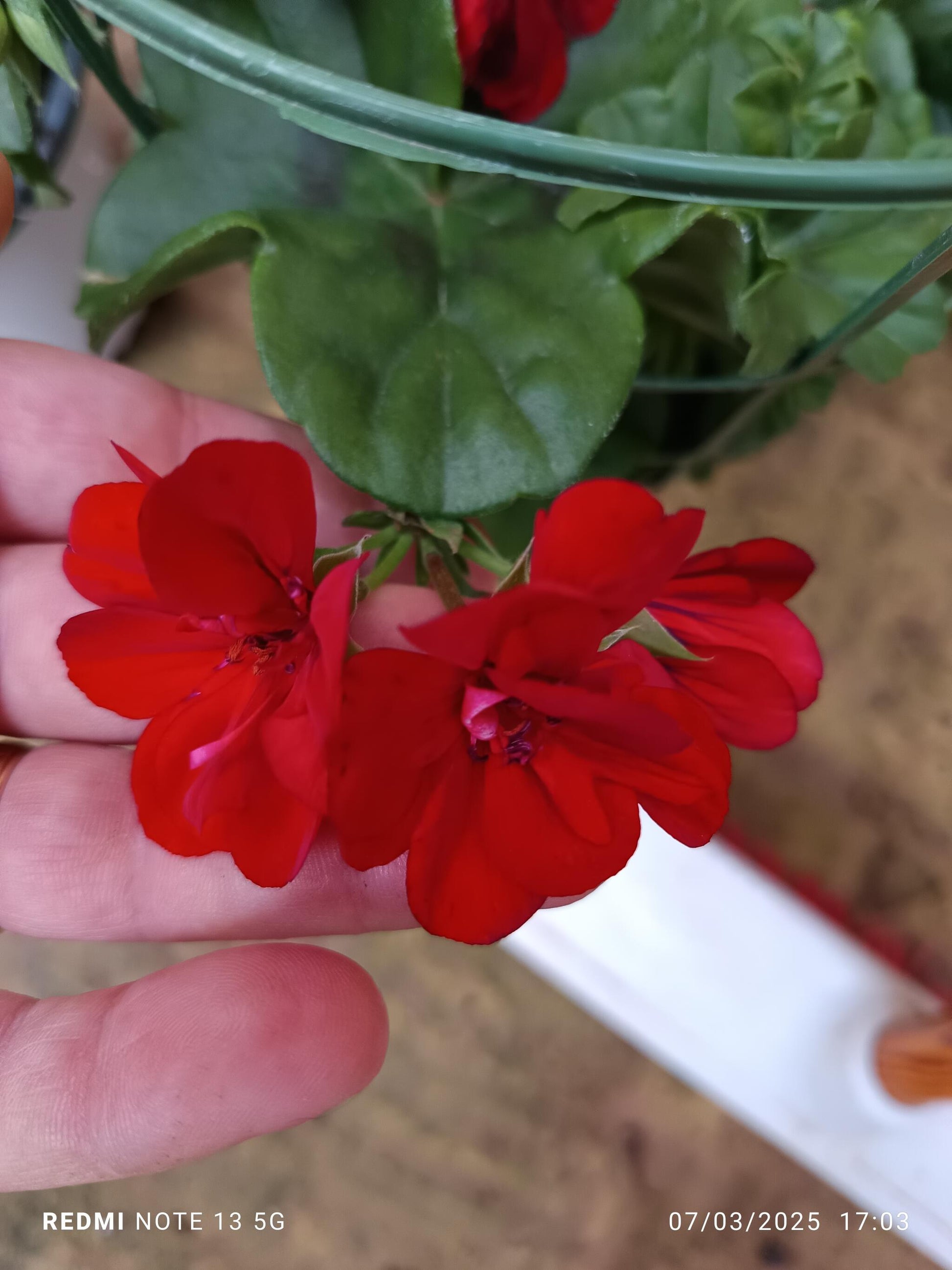 Planta Geranio Hiedra Gitanilla De Flor Surtida Ø14_3