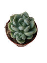 Planta Jade Rose Suculenta Mini Ø5 Cm