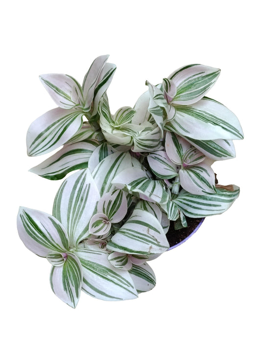 Planta Natural Tradescantia 'unicorn' 1 Ud Ø 7 Alt. 5_0