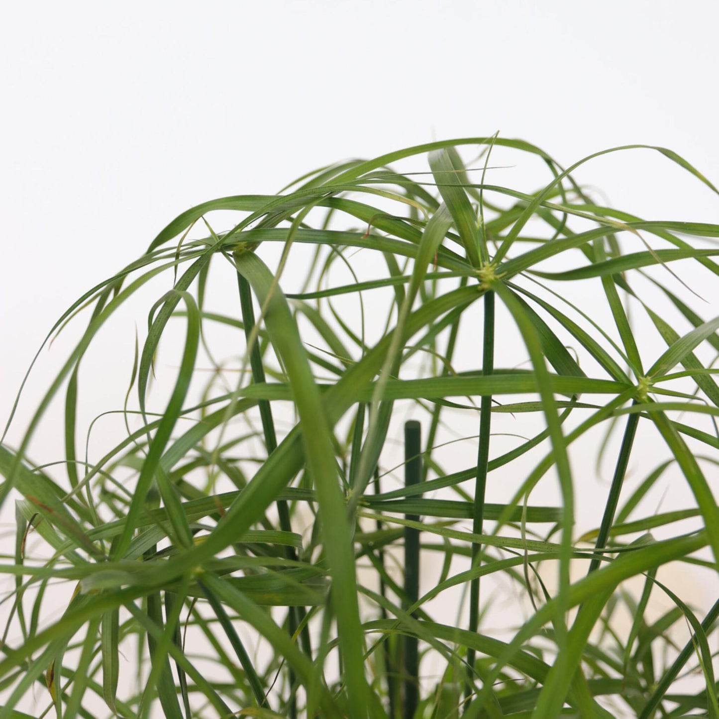 Planta Paraguas - 2 Pzs - Cyperus Alternifolius - Altura 40-50cm - ⌀14cm_3