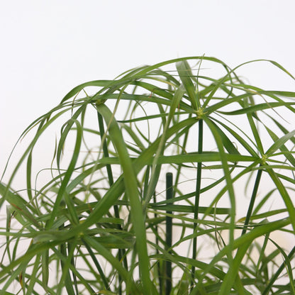 Planta Paraguas - 4 Pzs - Cyperus Alternifolius - Altura 40-50cm - ⌀14cm_3